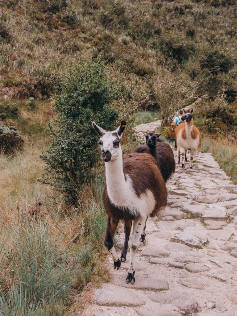 Alpaca on the Inca Trail
