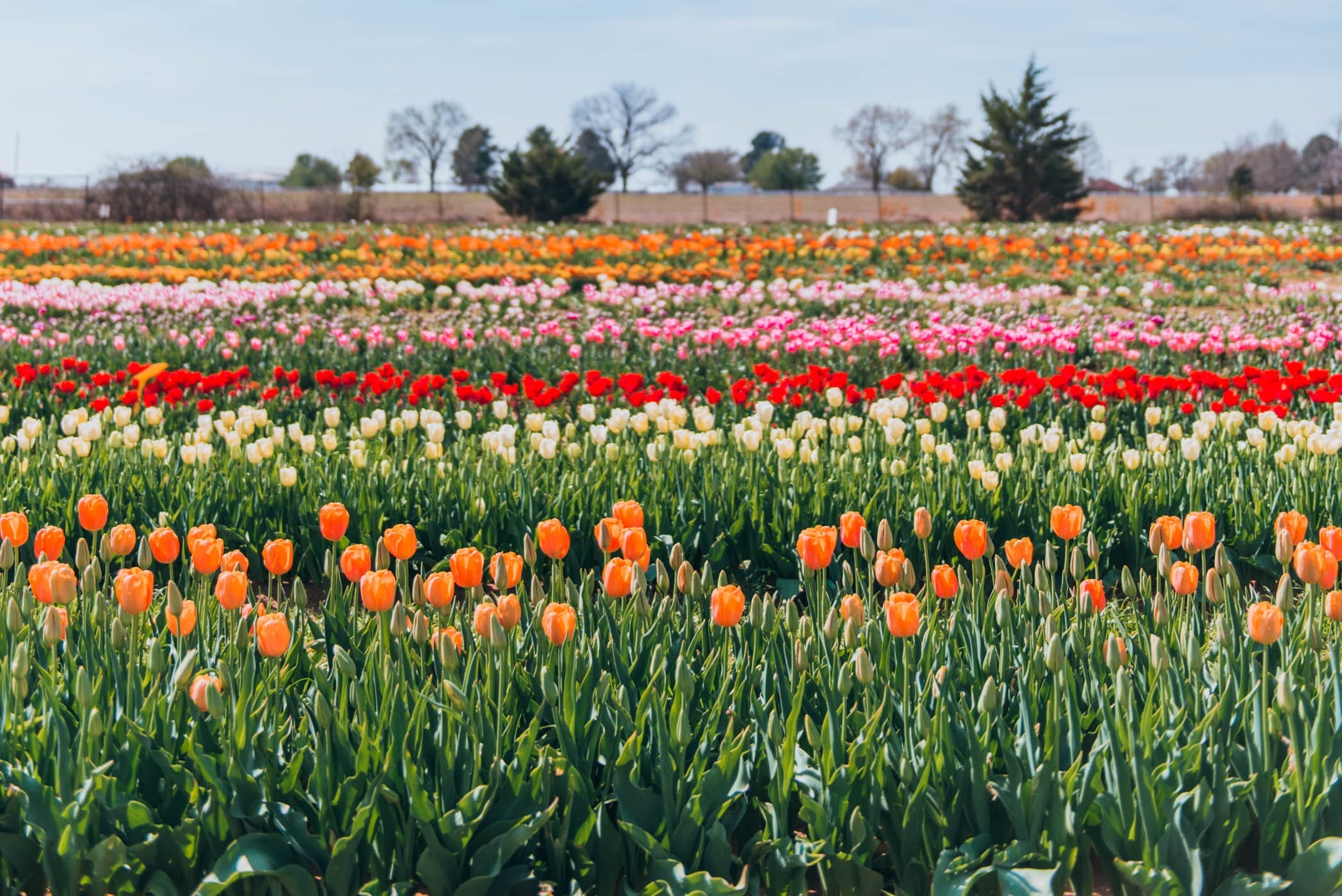 Visiting Texas Tulips Everything You Need To Know