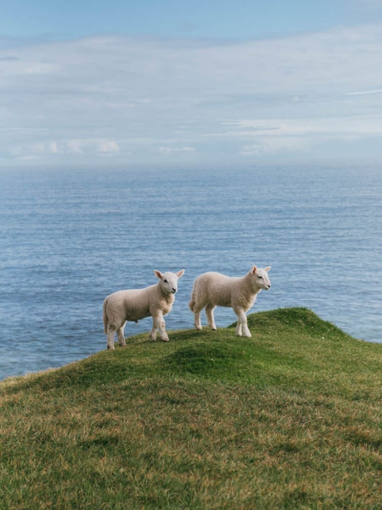 lambs isle of skye
