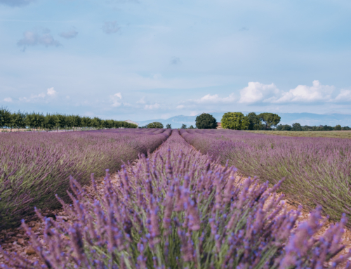 Exploring France: Your Guide to Must-See Spots in the South and Beyond
