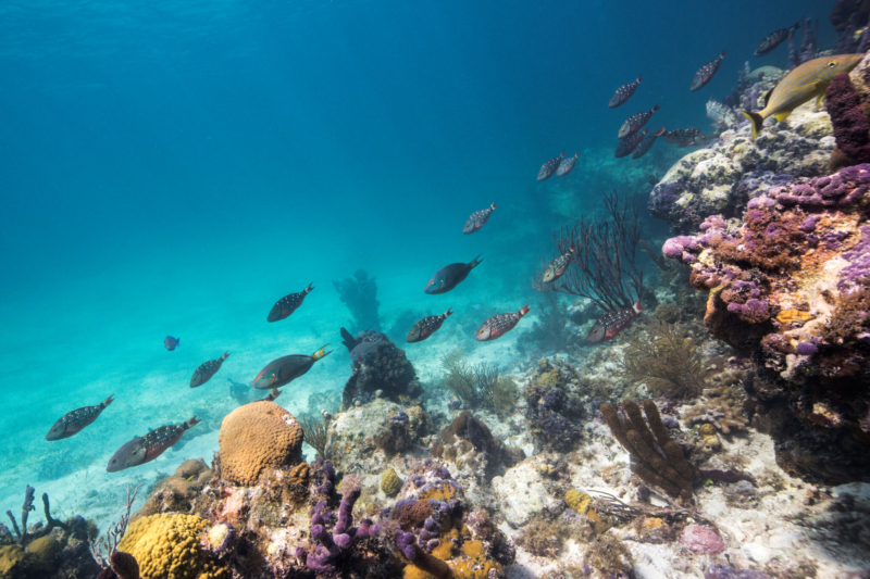 Coral Diversity at Smith’s Reef, Turks and Caicos
