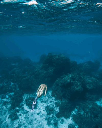 Coral reefs