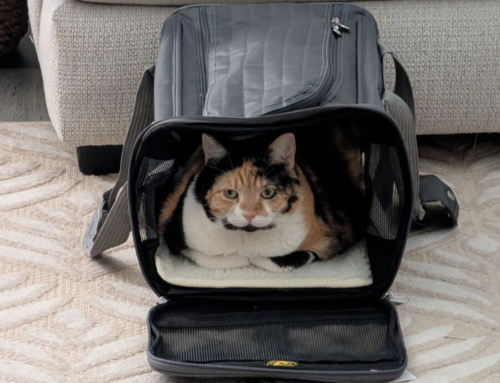Tips for Traveling With Cats: A Practical Guide for Cat Owners on the Go