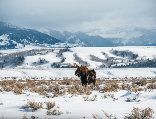 Why Jackson Hole Winter Should Be On Your List