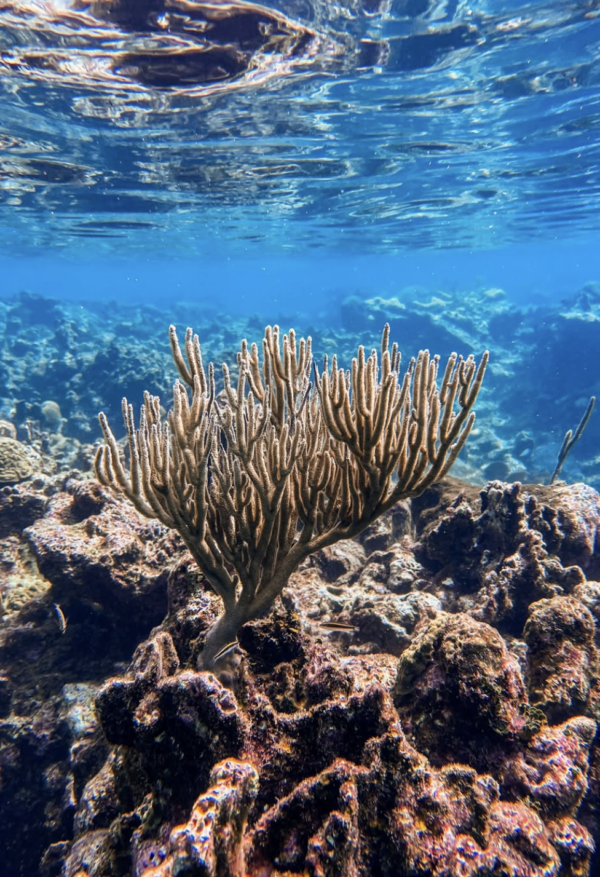 Screenshot 2026-03-08 at 10.43.41 AM