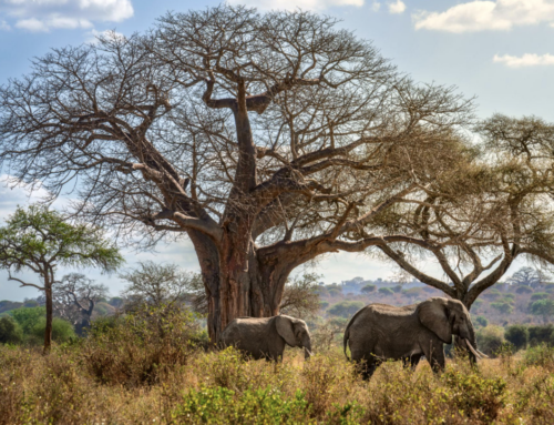 Two Weeks on Safari in Tanzania